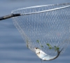 Priminimas žvejams mėgėjams: pagautas žuvis laikykite atskirai nuo kitų žvejų laimikio