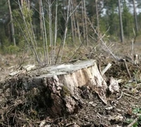 Minijos medkirčiai „darbavosi“ teisėtai