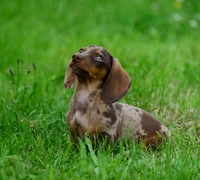 Kokių prekių reikia naujam augintiniui: pirkinių sąrašas internetu