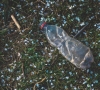 Aplinkosaugininkai įspėja: viena miške išmesta šiukšlė augina atliekų krūvas