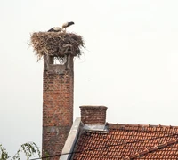 Aplinkosaugininkai primena: saugokime laukinius paukščius ir jų lizdus