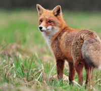Aplinkosaugininkų patarimai gyventojams: kaip elgtis sutikus laukinį gyvūną?