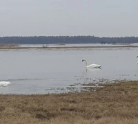  Pamaryje kritusi gulbė kelia nerimą