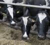 Nacionalinė parama pieno gamintojams - jau netrukus