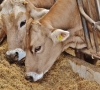 Pašarai karvėms: kokios sudedamosios dalys yra ypač svarbios?