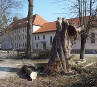 Šilutėje senoliai gluosniai „kerpami“ pirmu numeriu