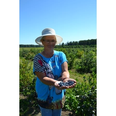 Regina tvirtino, kad kasdien šilauogių suvalgo labai daug. „Sunku atsivalgyti, kai jos tokios gardžios“, - sakė ji.