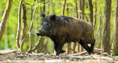 Prasidėjus rudeniui aplinkosaugininkai primena, kaip elgtis susidūrus su laukiniais gyvūnais