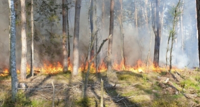 Greta Šilutės esantį mišką nusiaubė didžiulis gaisras – degė it parakas