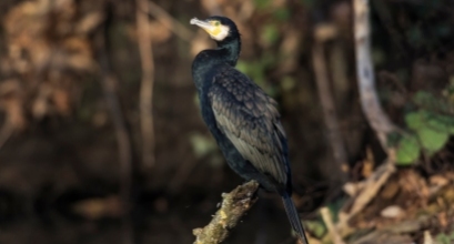 Šiemet suskaičiuota daugiau kaip 9 tūkst. didžiųjų kormoranų porų